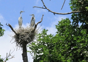 "Land of the Grey Herons"