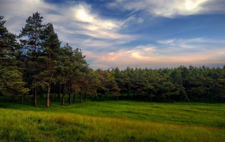 "Pine forest"-Bulhac